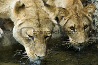 Two drinking Lionesses -2