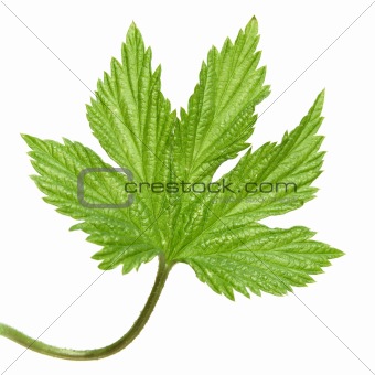 wild hops leaf