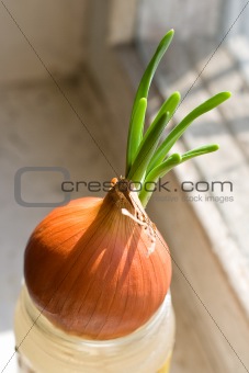 The bulb in glass bank on a window sill