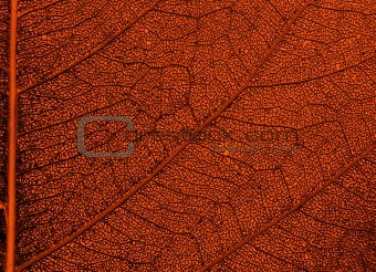 Orange brown leaf