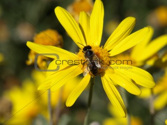 bee on a yellow daisy