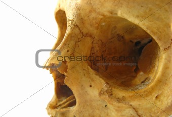 skull