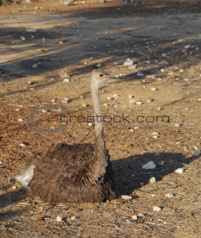 Female an ostrich