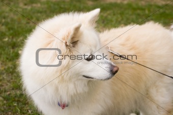 Alaskan Dog
