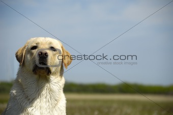 Dog and field