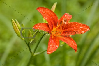 Water drops on red lily