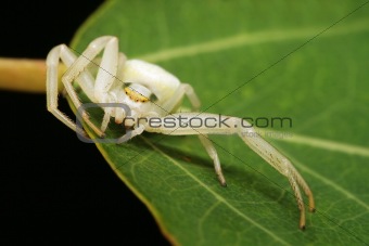 Extreme closeup of a spider on a leaf