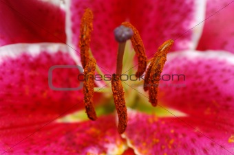 Pink tiger lily pistils