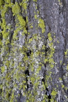 Lichens on Wood