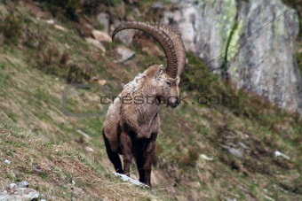 Old Capra Ibex