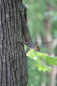 Grey Squirrel in Tree