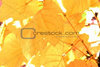 Beautiful background leafs