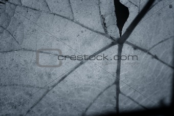 Beautiful background leaf