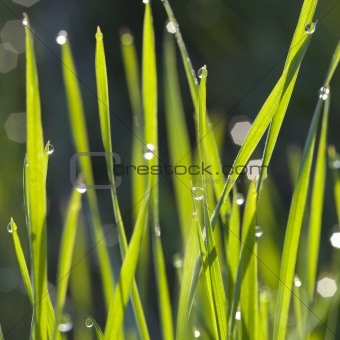 Close-up of fresh green straws with water as a background