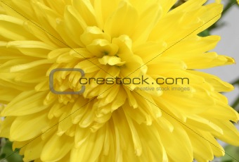 macro of yellow chrysanthemum
