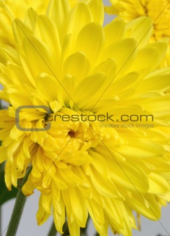 close-up of yellow chrysanthemum
