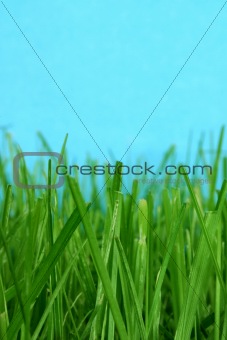 grass macro
