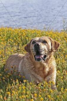 Labrador in the flower field