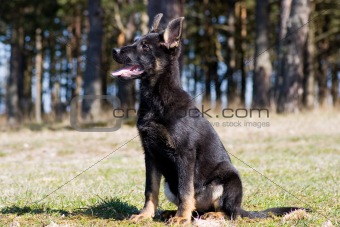 young black Germany sheep-dog sitting on the grass