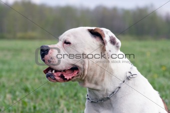 American bulldog portrait