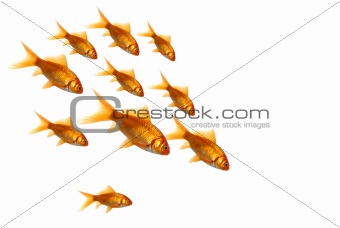 Family of Goldfish isolated over white