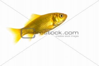 Fish, isolated over white