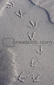 Footprint in the sand.