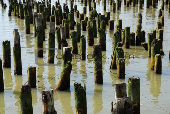 Old piling stumps off the shore in New York Harbor