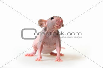 Naked rat