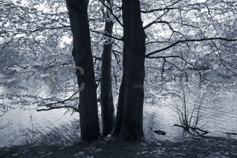 Beech tree by the lake