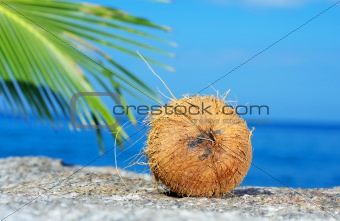 coconut on shore