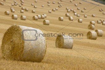 Rolls of hay 