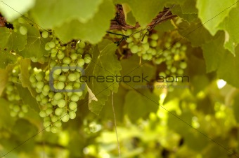 Green grapes in a wineyard