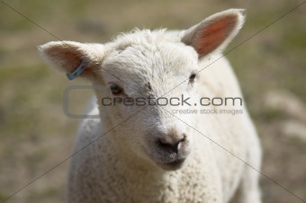 Mum and lambs