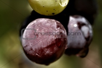 the grape