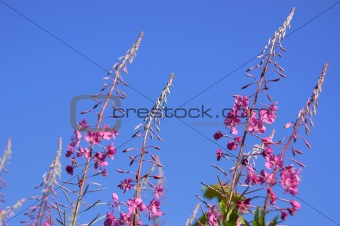 Pink flower on blue sky