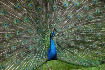 peacock_tail