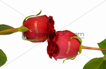 Red roses forever
