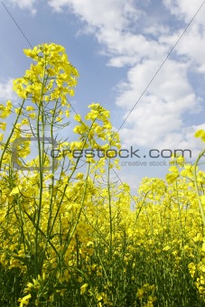 yellow flled flowers on blue sky background