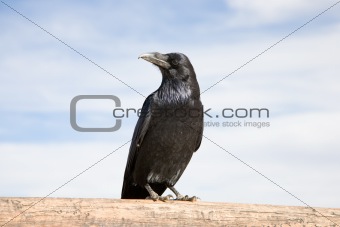 Raven (CN)