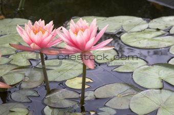 Water lilies (BI)