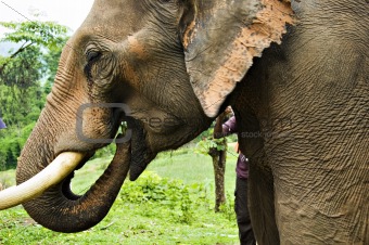 Elephant eating a green banana