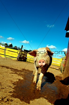 shy farm pig getting close tilting head drooling