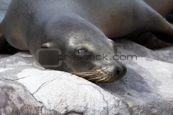 Harbor seal (HV)