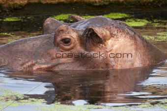 Hippo  (HY)
