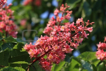 Blossom of horse-chestnut tree