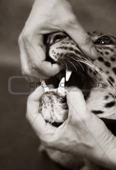 Furious leopard