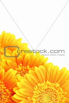 flowers background isolated