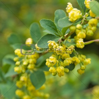 blooming barberry bush