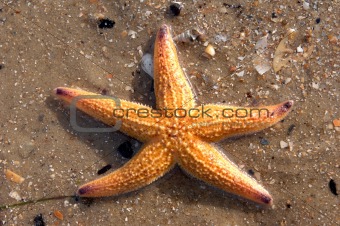Star fish & shells01